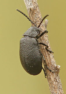 Leaf beetle Found this 8 mm small beetle at the edge of a mixed forest in Amerongen The Netherlands. Galeruca tanaceti,Geotagged,Netherlands,Spring