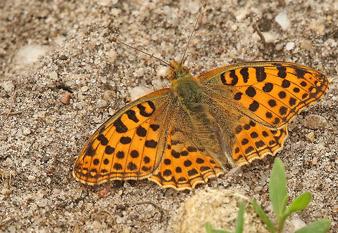 Queen of Spain. Spotted this gorgeous butterfly on the side of farmland in Amerongen the Netherlands. Geotagged,Issoria lathonia,Netherlands,Queen of Spain Fritillary,Spring