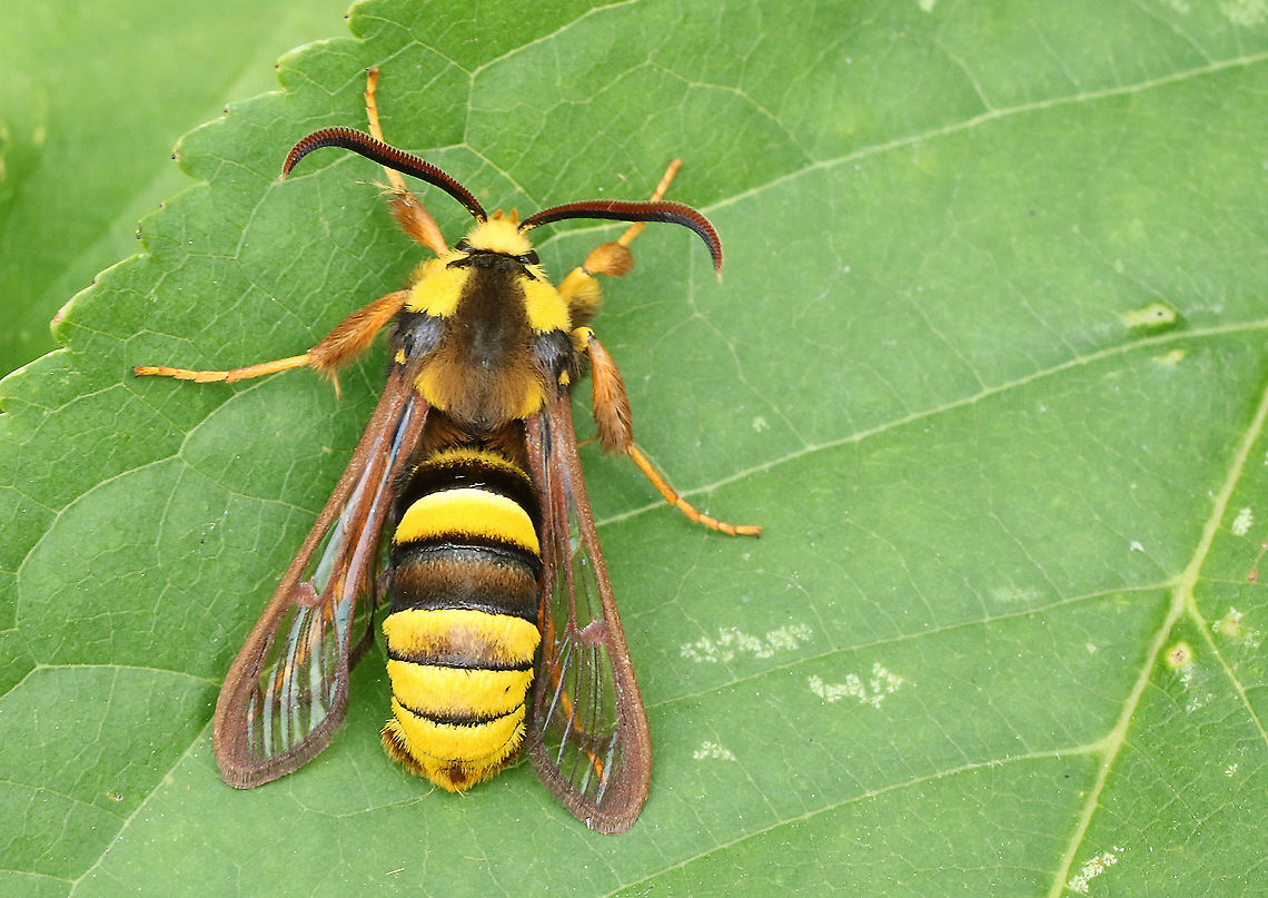 Hornet moth Found this moth close to some poplers in my hometown Wijk bij Duurstede Geotagged,Hornet moth,Netherlands,Sesia apiformis,Spring