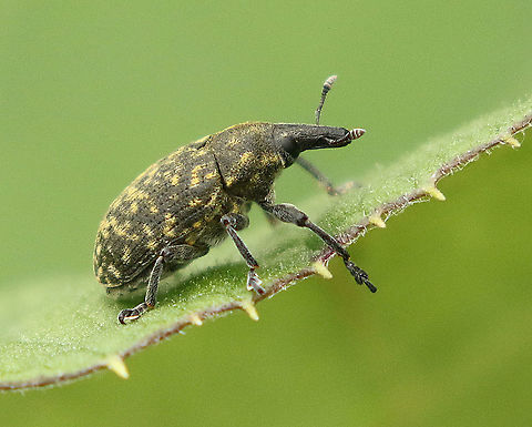 free translated, wolly thistle weevil. Found this beetle today at the edge of a mixt forest near Langbroek the Netherlands 15-6-2020 Geotagged,Larinus turbinatus,Netherlands,Spring