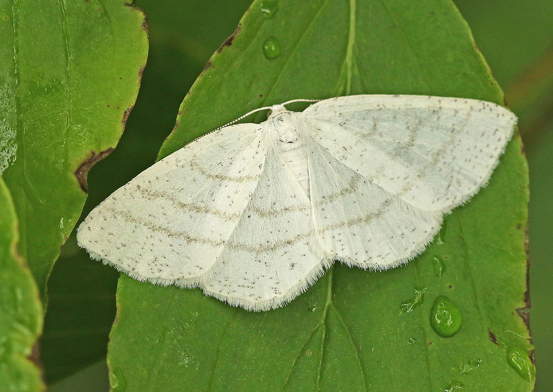 Common white wave. Found this little night-owl resting today in my hometown Wijk bij Duurstede. Cabera pusaria,Common white wave,Geotagged,Netherlands,Spring