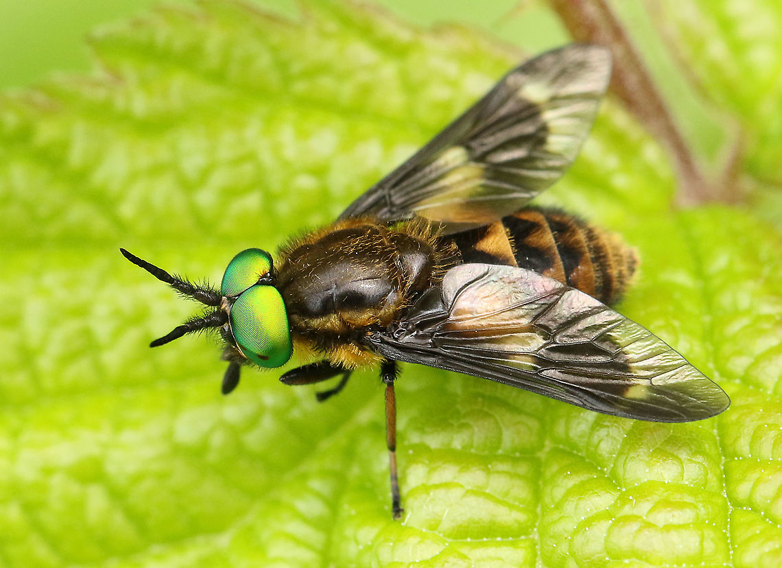 Twin lobed deerfly The sting of this green-eyed fly is worse than the sting of a wasp, saw this one resting on a leaf in my hometown Wijk bij Duurstede. Chrysops (Chrysops) relictus,Geotagged,Netherlands,Spring,Twin-lobed deerfly