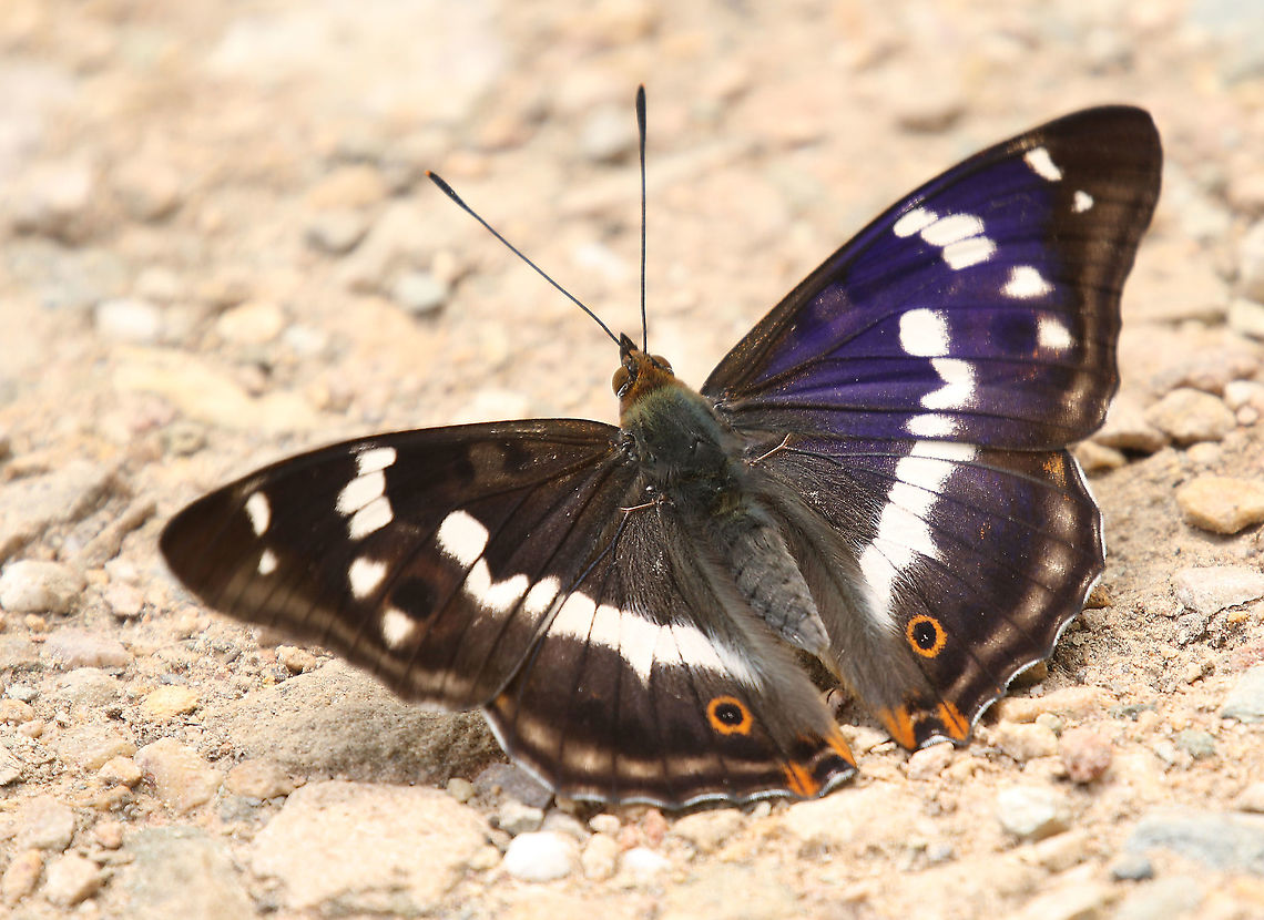 Purple Emperor. Went especially to Groesbeek the Netherlands for this beauty, not very common.  Apatura iris,Geotagged,Netherlands,Purple Emperor,Spring