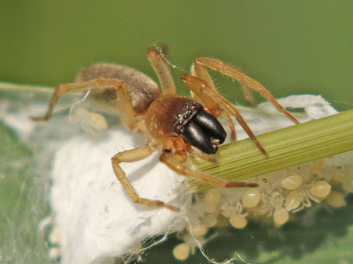 Clubiona phragmitis Found this mom with her babies in some riet near Groesbeek the Netherlands .<br />
 Clubiona phragmitis,Geotagged,Netherlands,Spring