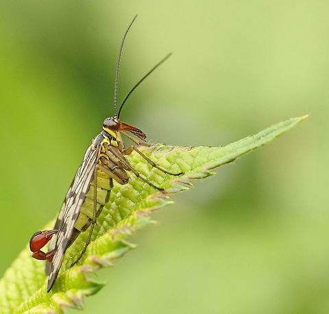 scorpionfly. Very common fly, found this one in my hometown Wijk bij Duurstede the Netherlands. Common scorpionfly,Geotagged,Netherlands,Panorpa communis,Spring