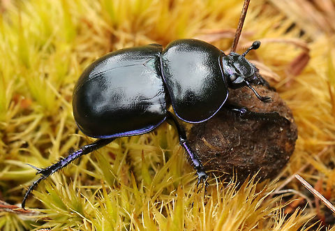 dung beetle. Dung Beetle with a rabbit-dropping for lunch. Geotagged,Netherlands,Spring,Trypocopris vernalis