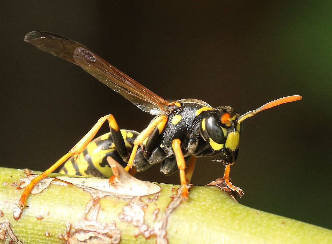 European paper wasp. Took a shot of this wasp today in Zeist the Netherlands, 19-6-2020 European paper wasp,Geotagged,Netherlands,Polistes dominula,Spring