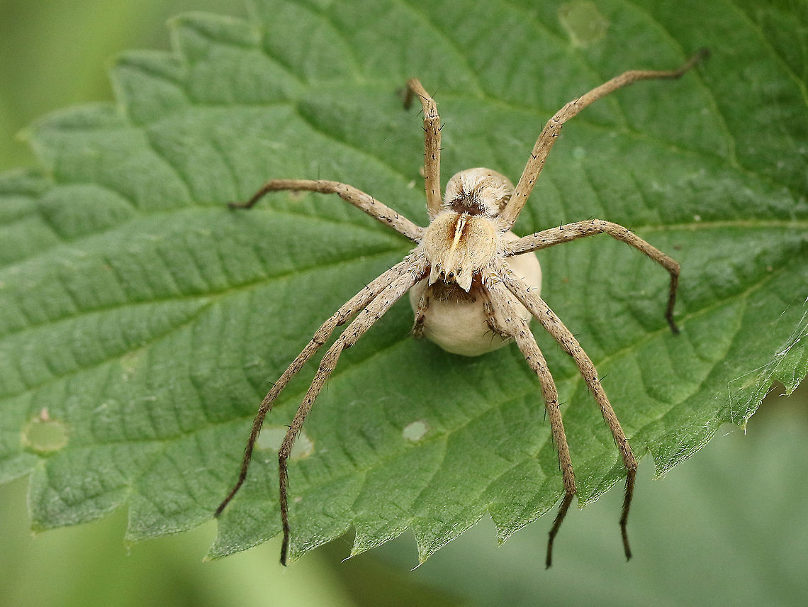 Nursery web spider Took a shot of this spider with egg-sack in Leersum the Netherlands. European Nursery Web Spider,Geotagged,Netherlands,Pisaura mirabilis,Spring
