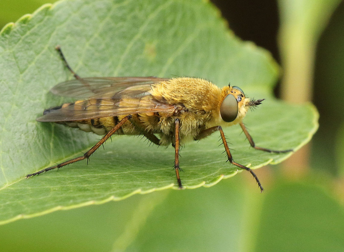 common stiletto. Found this fly in Leersum the Netherlands. Geotagged,Netherlands,Spring,Thereva nobilitata