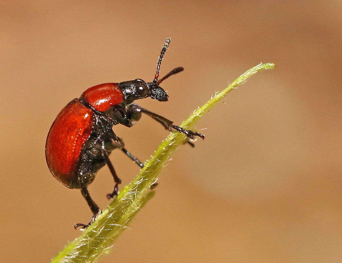 Little weevil. Came across this little one on a leaf waiting for me to take this photo. Attelabus nitens,Geotagged,Netherlands,Oak roller weevil,Spring