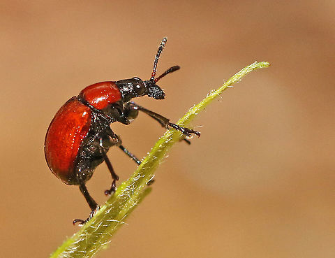 Little weevil. Came across this little one on a leaf waiting for me to take this photo. Attelabus nitens,Geotagged,Netherlands,Oak roller weevil,Spring