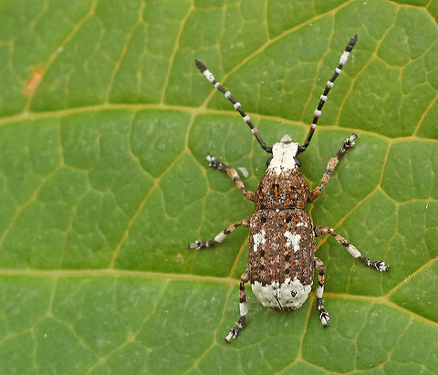 fungus weevil Not the easiest one to find, found this one in a mixt forest in Doorn the Netherlands. Geotagged,Netherlands,Platystomos albinus,Spring