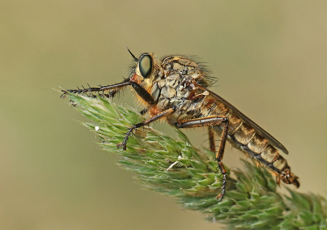 Robber fly about 20 mm long most gorgeous fly, found this one in Doorn the Netherlands. Eutolmus rufibarbis,Geotagged,Machimus arthriticus,Netherlands,Spring