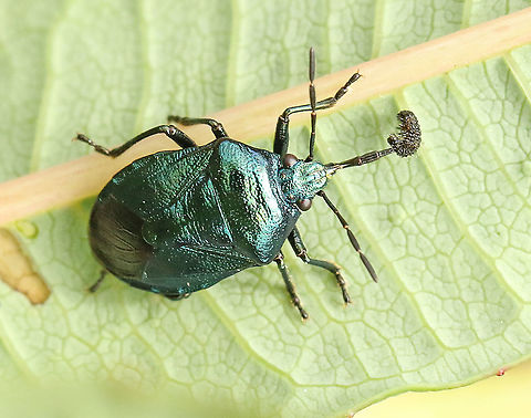 Blue shield bug. Found this bug during my search for beetles, in my hometown Wijk bij Duurstede the Netherlands. Geotagged,Netherlands,Summer,Zicrona caerulea