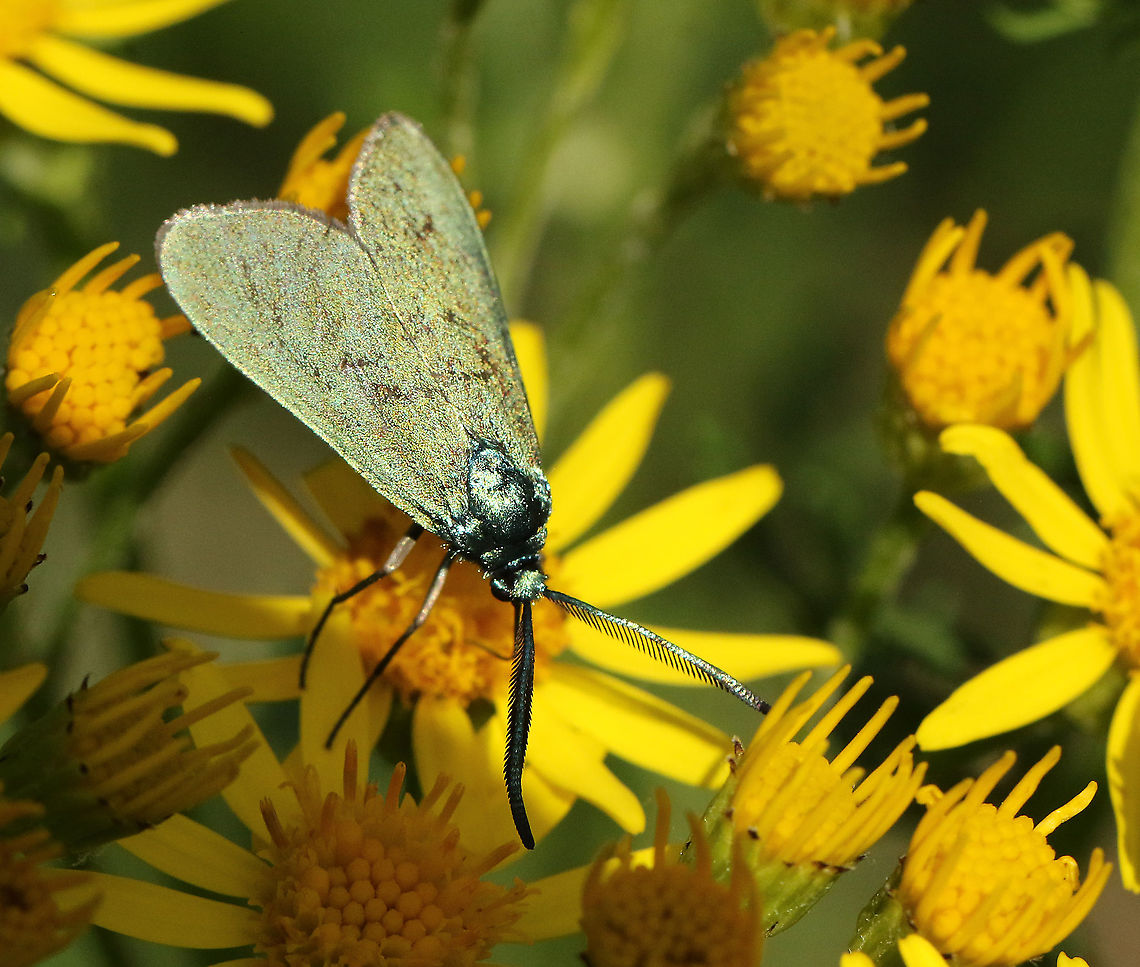 Green forester Found this butterfly today in Leersum the Netherlands 22-6-2020 Adscita statices,Geotagged,Green forester,Netherlands,Summer