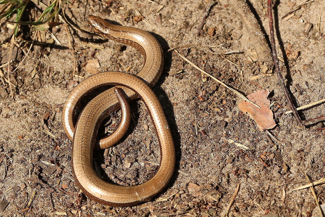 not a snake This is a limbless lizard.<br />
I came across this one in Leersum The Netherlands. Anguis fragilis,Geotagged,Netherlands,Slow worm,Summer