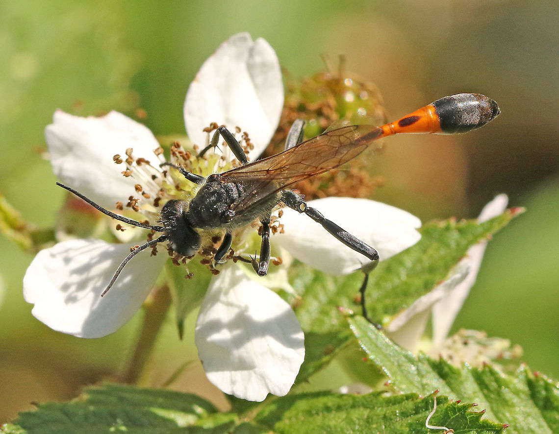 Red-banded sand wasp Came across this wasp today in Leersum The Netherlands 24-6-2020 Ammophila sabulosa,Geotagged,Netherlands,Summer