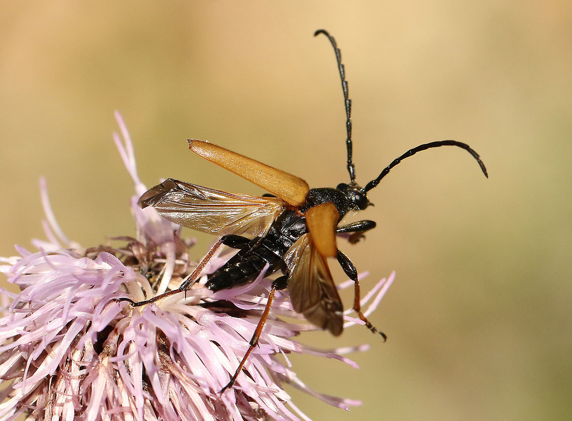 Ready to take off. Waiting for the time taking off, with my finger on the shutter,  Geotagged,Netherlands,Red-brown Longhorn Beetle,Stictoleptura rubra,Summer
