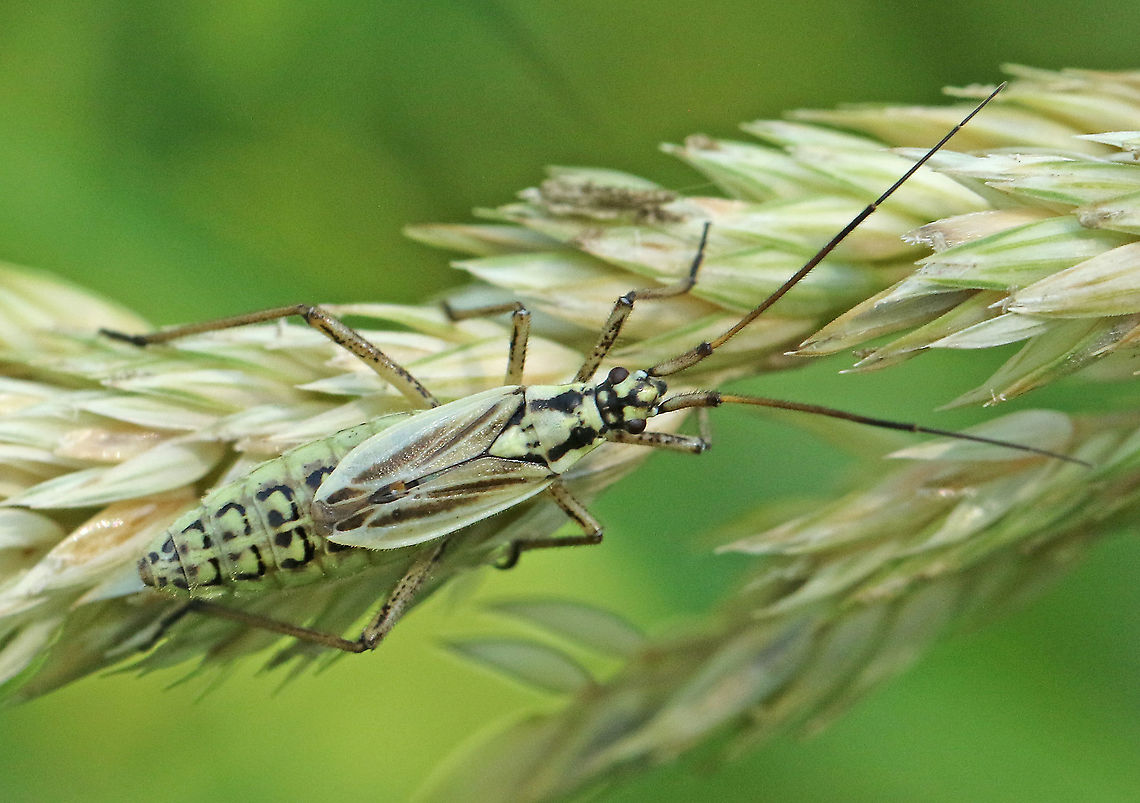 Meadow plant bug. Found this bug on some grasses at the Vikinghof in my hometown Wijk bij Duurstede the Netherlands. Geotagged,Leptopterna dolabrata,Meadow Plant Bug,Netherlands,Summer