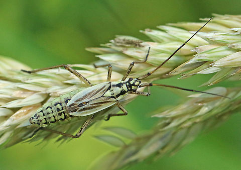 Meadow plant bug. Found this bug on some grasses at the Vikinghof in my hometown Wijk bij Duurstede the Netherlands. Geotagged,Leptopterna dolabrata,Meadow Plant Bug,Netherlands,Summer