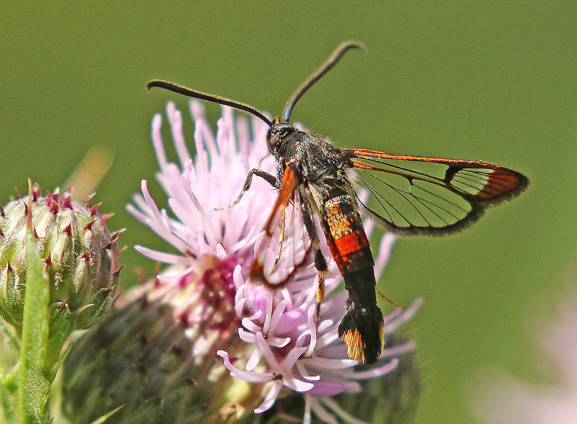 Red-tipped clearwing found this butterfly at the Vikinghof in my hometown Wijk bij Duurstede the Netherlands. Geotagged,Netherlands,Summer,Synanthedon formicaeformis