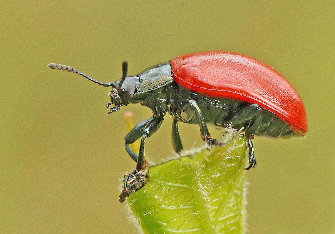Poplar Leaf Beetle  Chrysomela populi,Chrysomela populi.,Geotagged,Netherlands,Summer