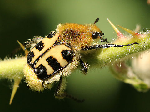 Trichius gallicus Found this beetle today, in a little park in my hometown Wijk bij Duurstede the Netherlands. French Flower Chafer,Geotagged,Netherlands,Summer,Trichius gallicus,Trichius zonatus