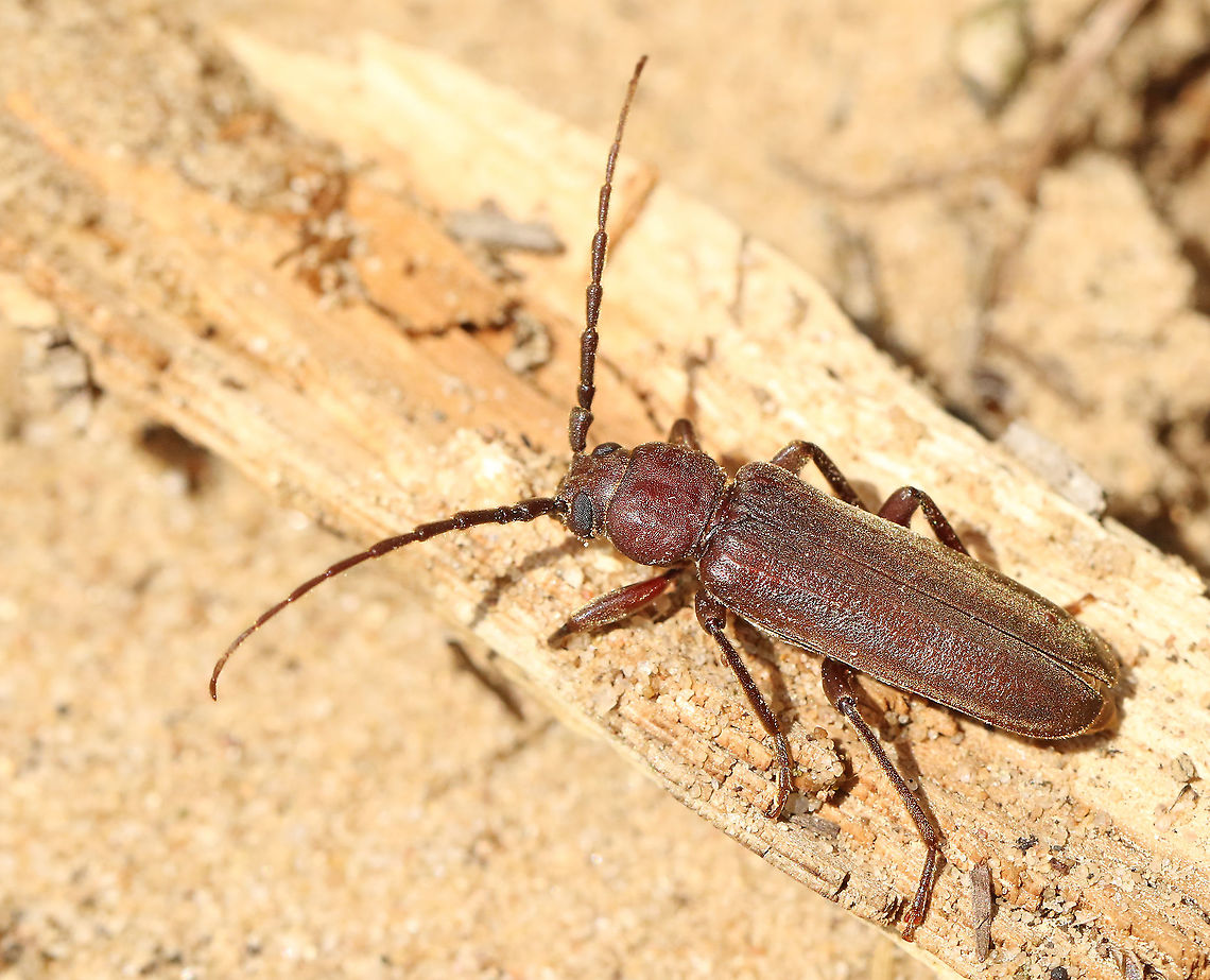 free translated:  brown bigeye longhorn beetle. Found this beetle behind bark from a dead tree, in Maarn the Netherlands. Arhopalus rusticus,Geotagged,Netherlands,Summer