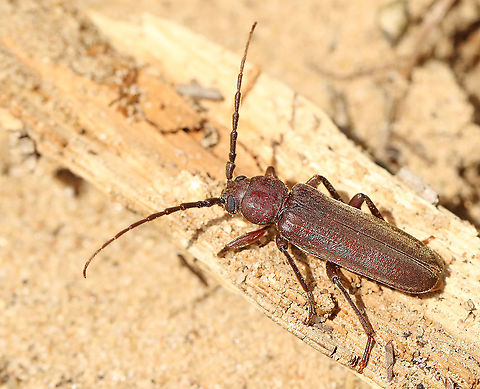 free translated:  brown bigeye longhorn beetle. Found this beetle behind bark from a dead tree, in Maarn the Netherlands. Arhopalus rusticus,Geotagged,Netherlands,Summer
