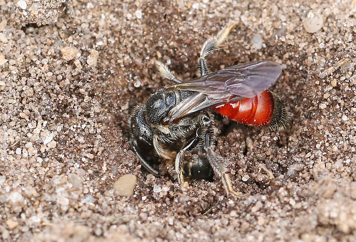 free translated : blood bee found this bee on a sandy path in Maarn the Netherlands today, 28-6-2020 Geotagged,Netherlands,Sphecodes albilabris,Summer