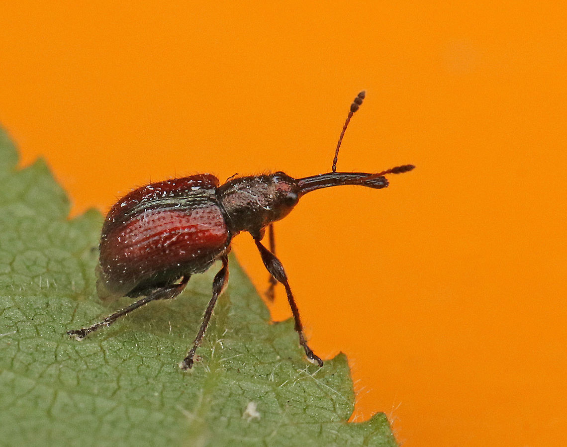 Tatianaerhynchites aequatus Little weevil, just 3 mm small, found it today in Zeist the Netherlands. Apple fruit rhynchites,Geotagged,Netherlands,Summer,Tatianaerhynchites aequatus