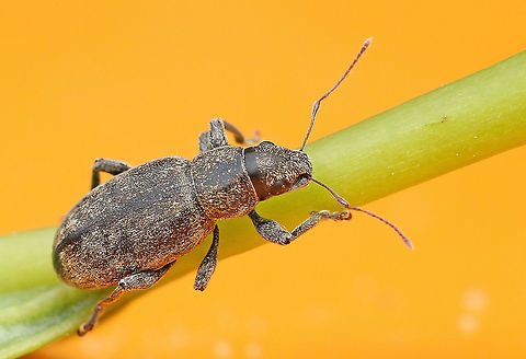Grey pine weevil Mixt or pine forest at the Utrechtse baan in Leersum the Netherlands Brachyderes incanus,Geotagged,Grey Pine Weevil,Netherlands,Summer