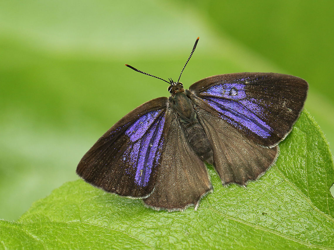Purple hairstreak Found this beauty in Leersum the Netherlands, and not on oak. Geotagged,Neozephyrus quercus,Netherlands,Purple hairstreak,Summer