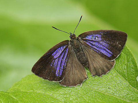 Purple hairstreak Found this beauty in Leersum the Netherlands, and not on oak. Geotagged,Neozephyrus quercus,Netherlands,Purple hairstreak,Summer