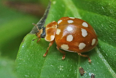 Cream-spot ladybird. Came across this little one close to my house in Wijk bij Duurstede the Netherlands. Calvia quatuordecimguttata,Cream-spot Ladybird,Geotagged,Netherlands,Summer