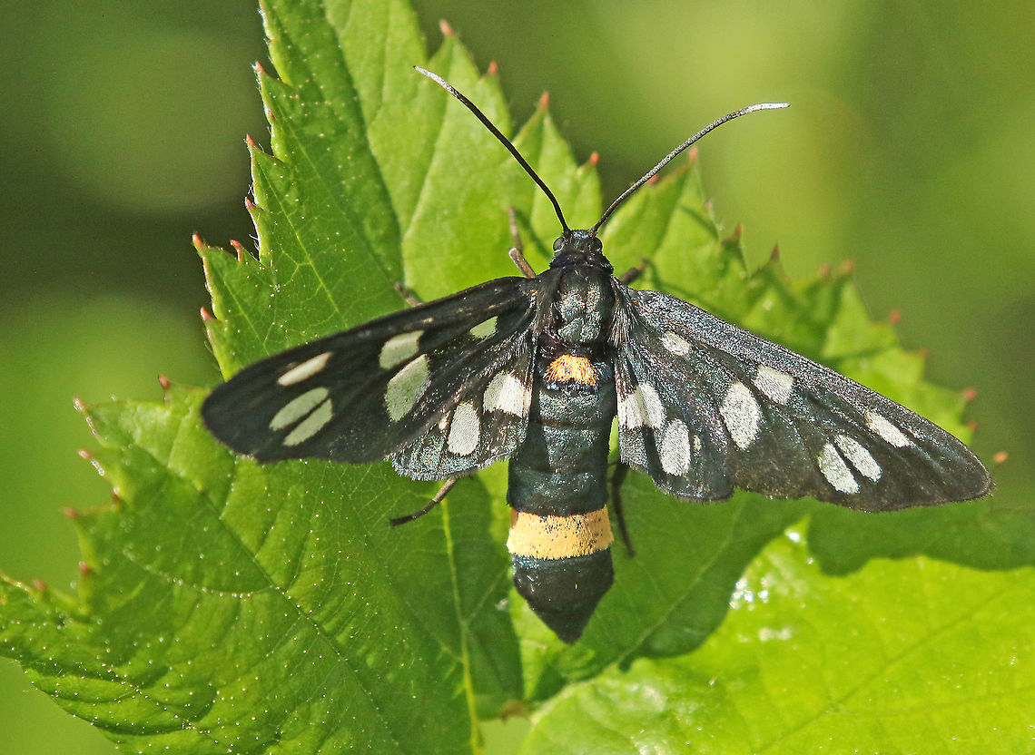 Yellow belted burnet Today we found 5 of these butterflies in Ospel the Netherlands. Amata phegea,Geotagged,Netherlands,Nine-spotted moth,Summer
