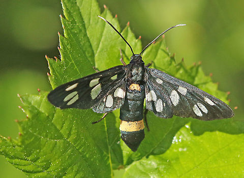 Yellow belted burnet Today we found 5 of these butterflies in Ospel the Netherlands. Amata phegea,Geotagged,Netherlands,Nine-spotted moth,Summer