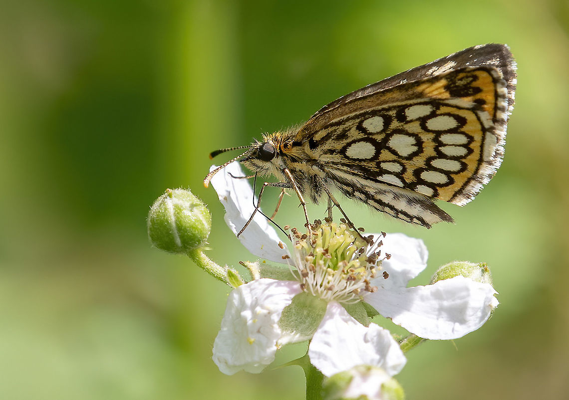 Large chequered skipper Extremely rare for the Netherlands, I found only one in half a day in Ospel at the Groote Peel. Geotagged,Heteropterus morpheus,Large chequered skipper,Netherlands,Summer