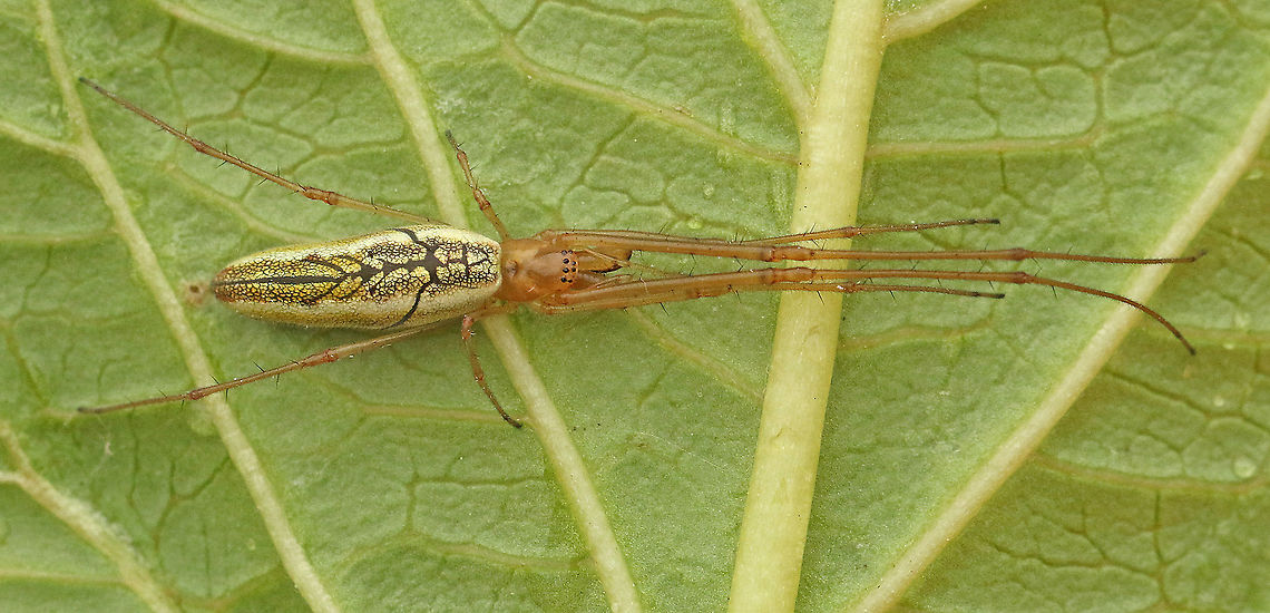 spider sp. Found this spider today in my hometown Wijk bij Duurstede the Netherlands.<br />
 Geotagged,Netherlands,Summer,Tetragnatha extensa