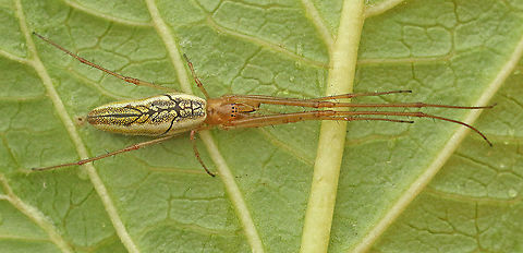 spider sp. Found this spider today in my hometown Wijk bij Duurstede the Netherlands.
 Geotagged,Netherlands,Summer,Tetragnatha extensa