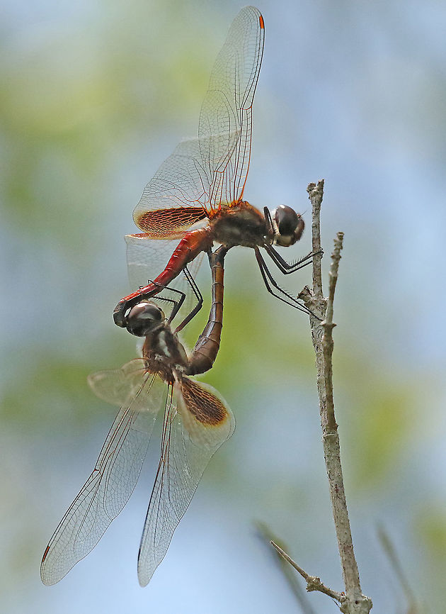 Tramea calverti copula Found this love-couple in Paramaribo Suriname Geotagged,Spring,Suriname,Tramea calverti