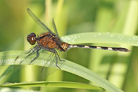 Pin-tailed pond hawk. Spotted this beauty in Fort Nw. Amsterdam Suriname. Erythemis plebeja,Geotagged,Pin-tailed pondhawk,Spring,Suriname