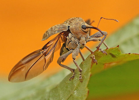 Hazelnut weevil. 8mm. Ready to take off, took this shot today in my hometown Wijk bij Duurstede the Netherlands. 9-7-2020 Curculio nucum,Geotagged,Netherlands,Nut weevil,Summer