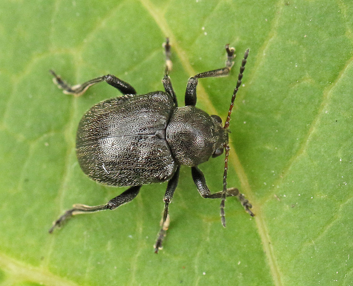 Bromius obscurus. Found this small leaf beetle today at the Vikinghof in my hometown Wijk bij Duurstede the Netherlands. 10-7-2020 Bromius obscurus,Geotagged,Netherlands,Summer