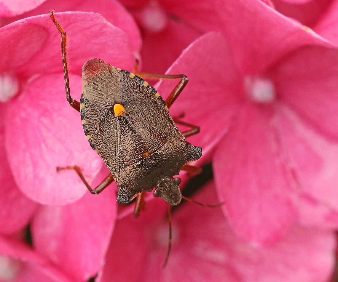 Forest bug. Found this bug in my hometown Wijk bij Duurstede the Netherlands. Forest bug,Geotagged,Netherlands,Pentatoma rufipes,Summer