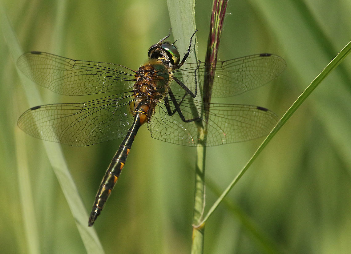 Yellow spotted emerald Took a shot at this very rare dragonfly at the Weerribben the Netherlands. Geotagged,Netherlands,Somatochlora flavomaculata,Summer