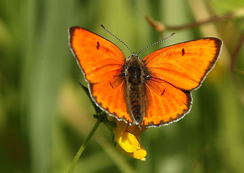 Large copper. The only place in the Netherlands where you can spot this beauty is at the Weerribben near Blokzijl. Geotagged,Large Copper,Lycaena dispar,Netherlands,Summer