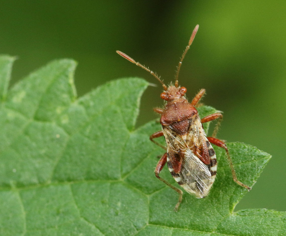 Rhopalus_subrufus_–_Geblokte_glasvleugelwants Found this bug today in my hometown Wijk bij Duurstede the Netherlands 15-7-2020 Geotagged,Netherlands,Rhopalus subrufus,Summer
