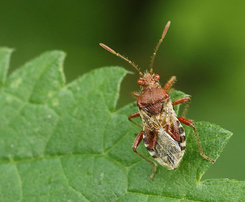 Rhopalus_subrufus_–_Geblokte_glasvleugelwants Found this bug today in my hometown Wijk bij Duurstede the Netherlands 15-7-2020 Geotagged,Netherlands,Rhopalus subrufus,Summer