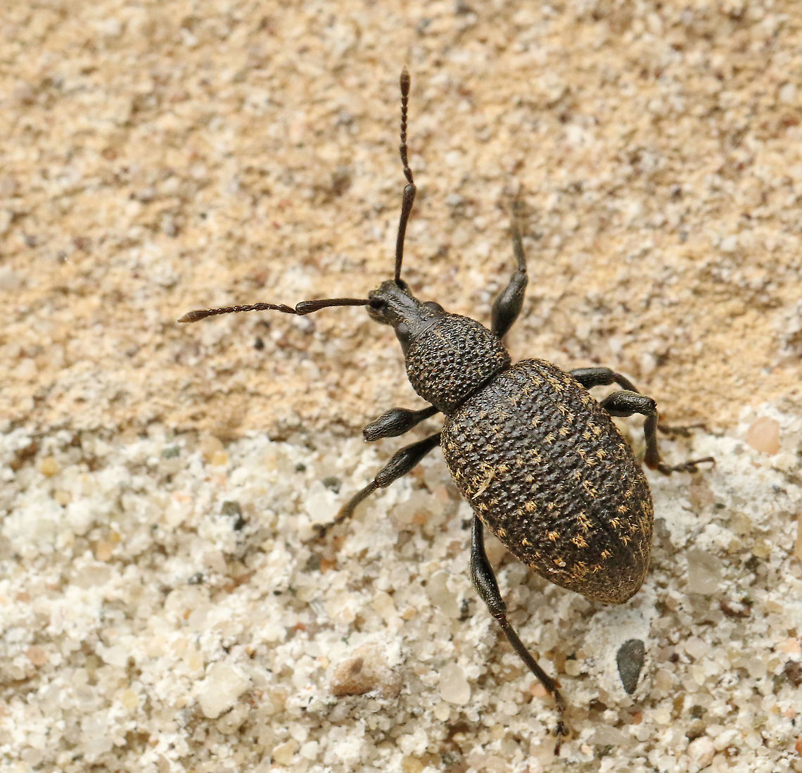 black vine weevil Found this weevil today on a wall in my home town, 15-7-2020 Black vine weevil,Geotagged,Netherlands,Otiorhynchus sulcatus,Summer